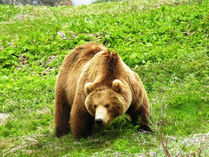 Кавказские Животные Фото